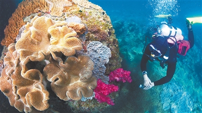 10月5日，百福湾海域，潜水爱好者观察一块礁石上生长的皮革软珊瑚和彩色丁香软珊瑚（艳粉色）。通讯员 尤泠 摄